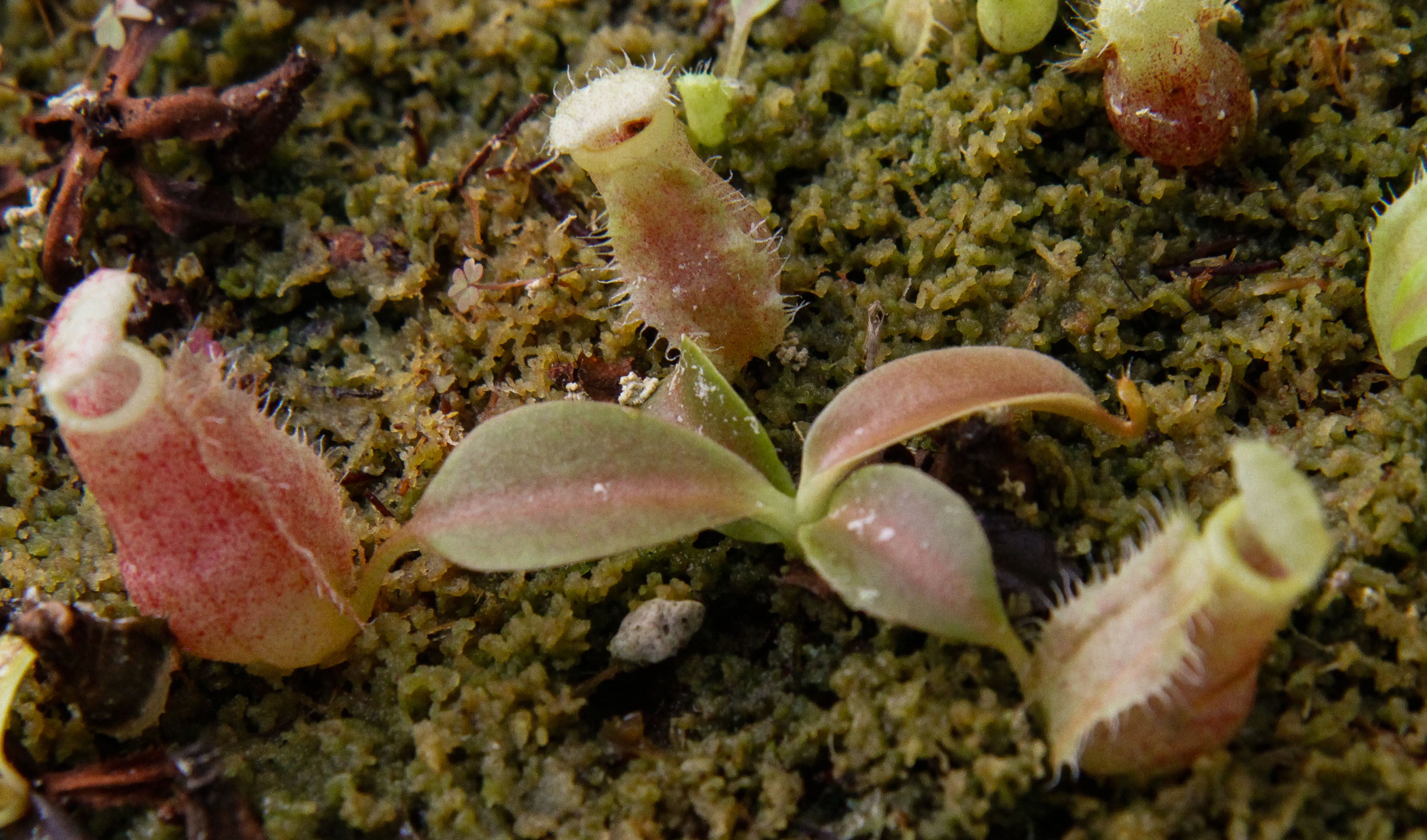 Nepenthes (spathulata x spectabilis) x (lowii x campanulata), CAR