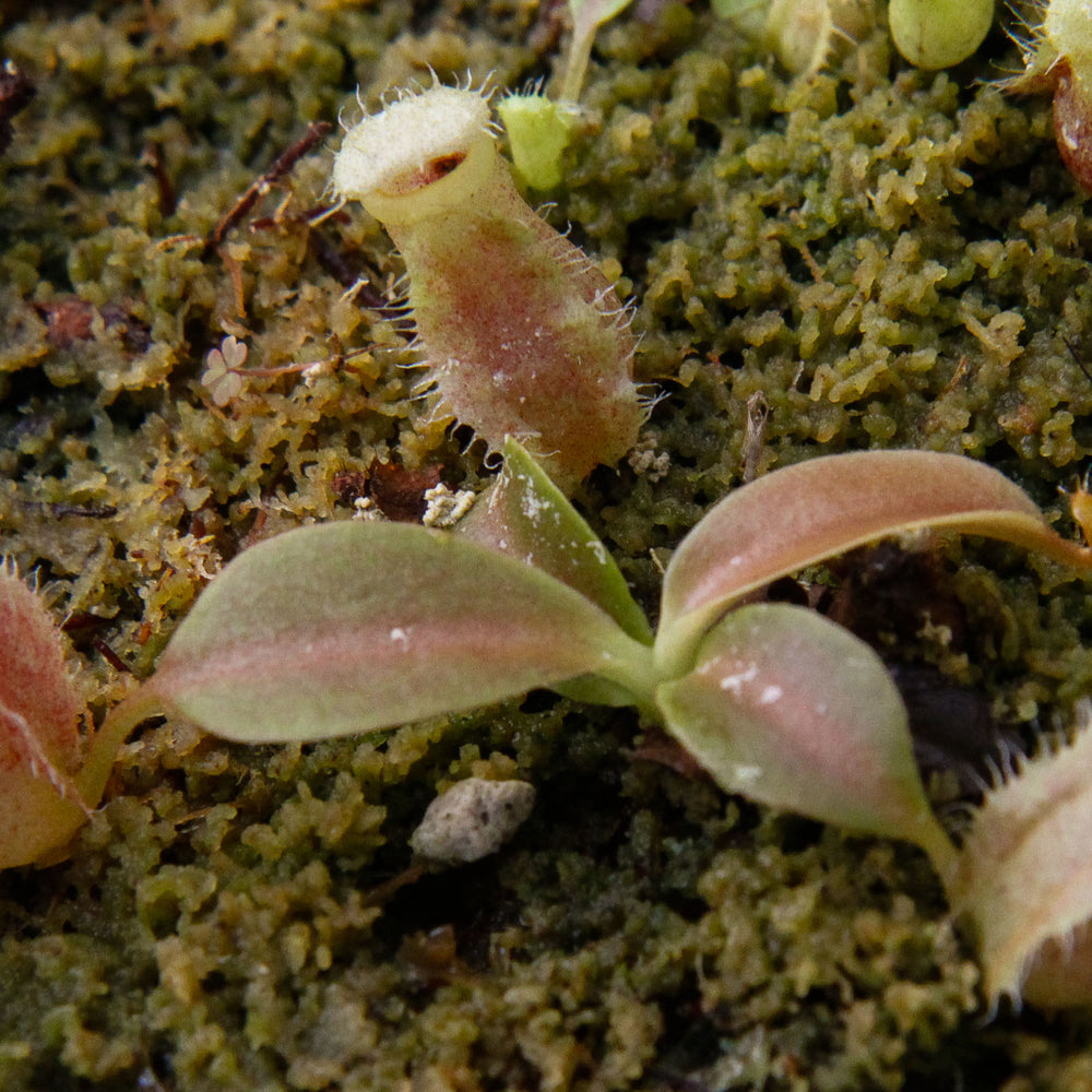 
                      
                        Nepenthes (spathulata x spectabilis) x (lowii x campanulata), CAR-0125, pitcher plant, carnivorous plant, collectors plant, large pitchers, rare plants
                      
                    