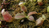 Nepenthes (spathulata x spectabilis) x (lowii x campanulata), CAR-0125