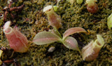 Nepenthes (spathulata x spectabilis) x (lowii x campanulata), CAR-0125, pitcher plant, carnivorous plant, collectors plant, large pitchers, rare plants