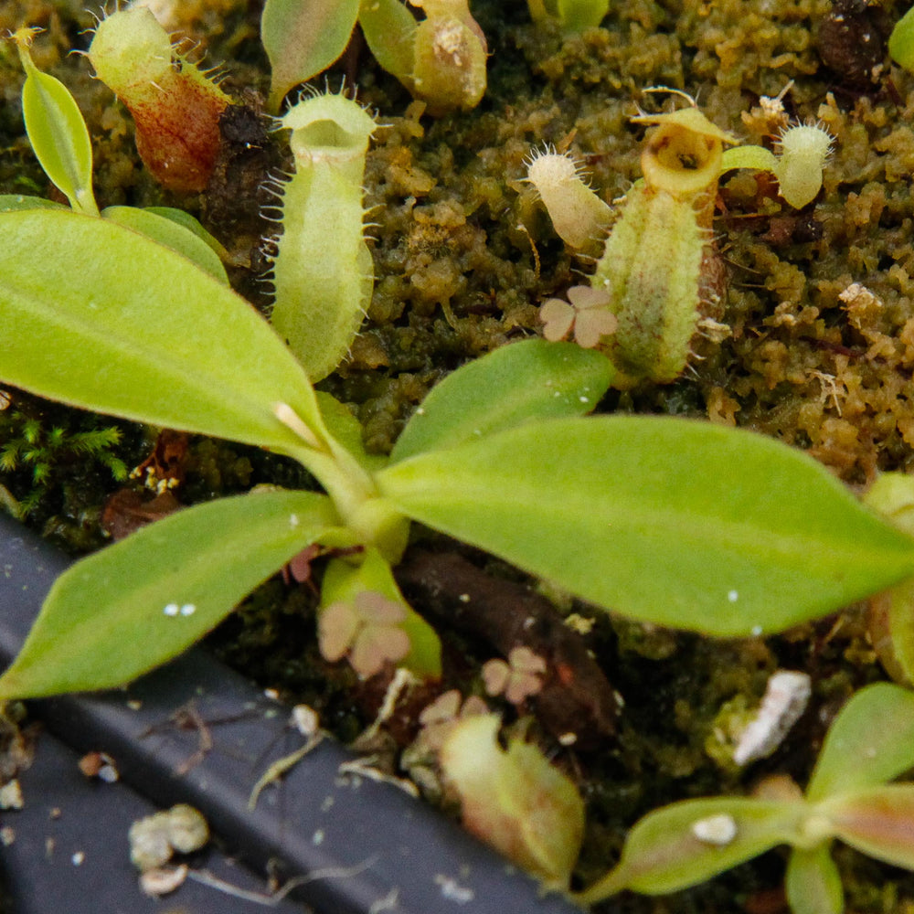 
                      
                        Nepenthes (spathulata x spectabilis) x (lowii x campanulata), CAR-0125, pitcher plant, carnivorous plant, collectors plant, large pitchers, rare plants
                      
                    