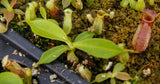 Nepenthes (spathulata x spectabilis) x (lowii x campanulata), CAR-0125, pitcher plant, carnivorous plant, collectors plant, large pitchers, rare plants