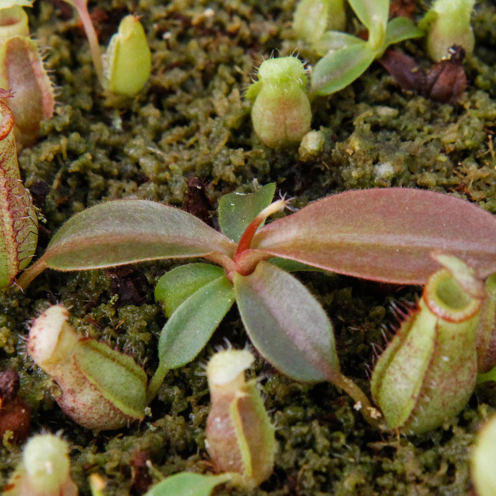 
                      
                        Nepenthes (spathulata x spectabilis) x (lowii x campanulata), CAR-0125, pitcher plant, carnivorous plant, collectors plant, large pitchers, rare plants
                      
                    
