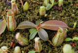 Nepenthes (spathulata x spectabilis) x (lowii x campanulata), CAR-0125, pitcher plant, carnivorous plant, collectors plant, large pitchers, rare plants