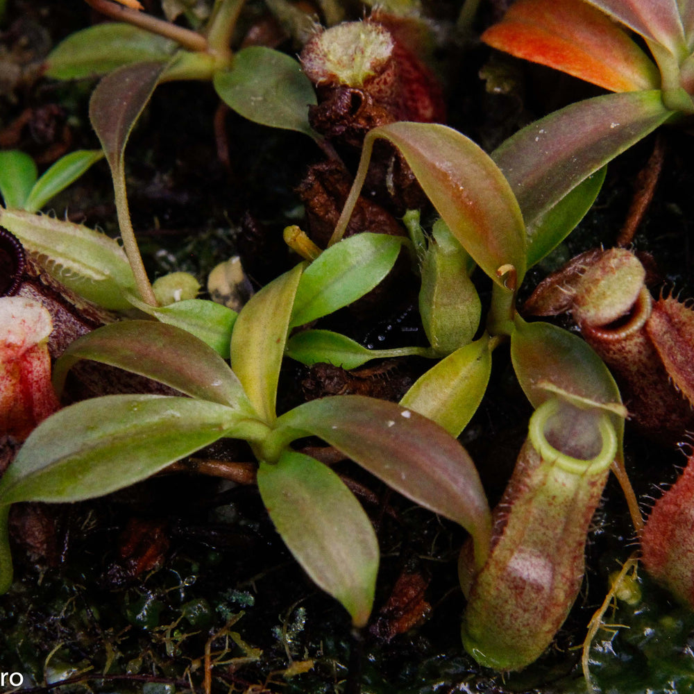 
                      
                        Nepenthes (spathulata x spectabilis) "BE Best" x [(spathulata x aristolochioides) x lowii], CAR-0116, pitcher plant, carnivorous plant, collectors plant, large pitchers, rare plants
                      
                    