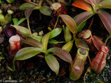 Nepenthes (spathulata x spectabilis) "BE Best" x [(spathulata x aristolochioides) x lowii], CAR-0116
