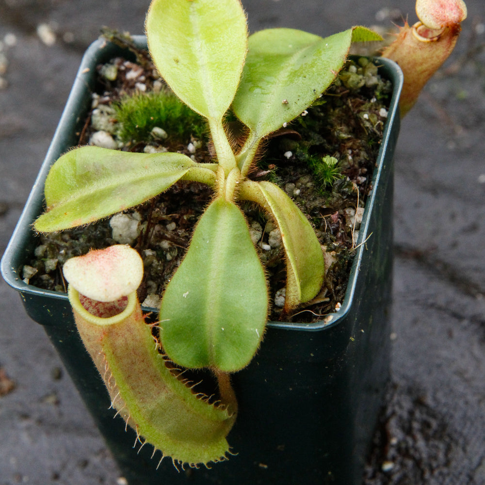 
                      
                        Nepenthes (tiveyi x veitchii) x veitchii "Pink Candy Cane", CAR-0020
                      
                    
