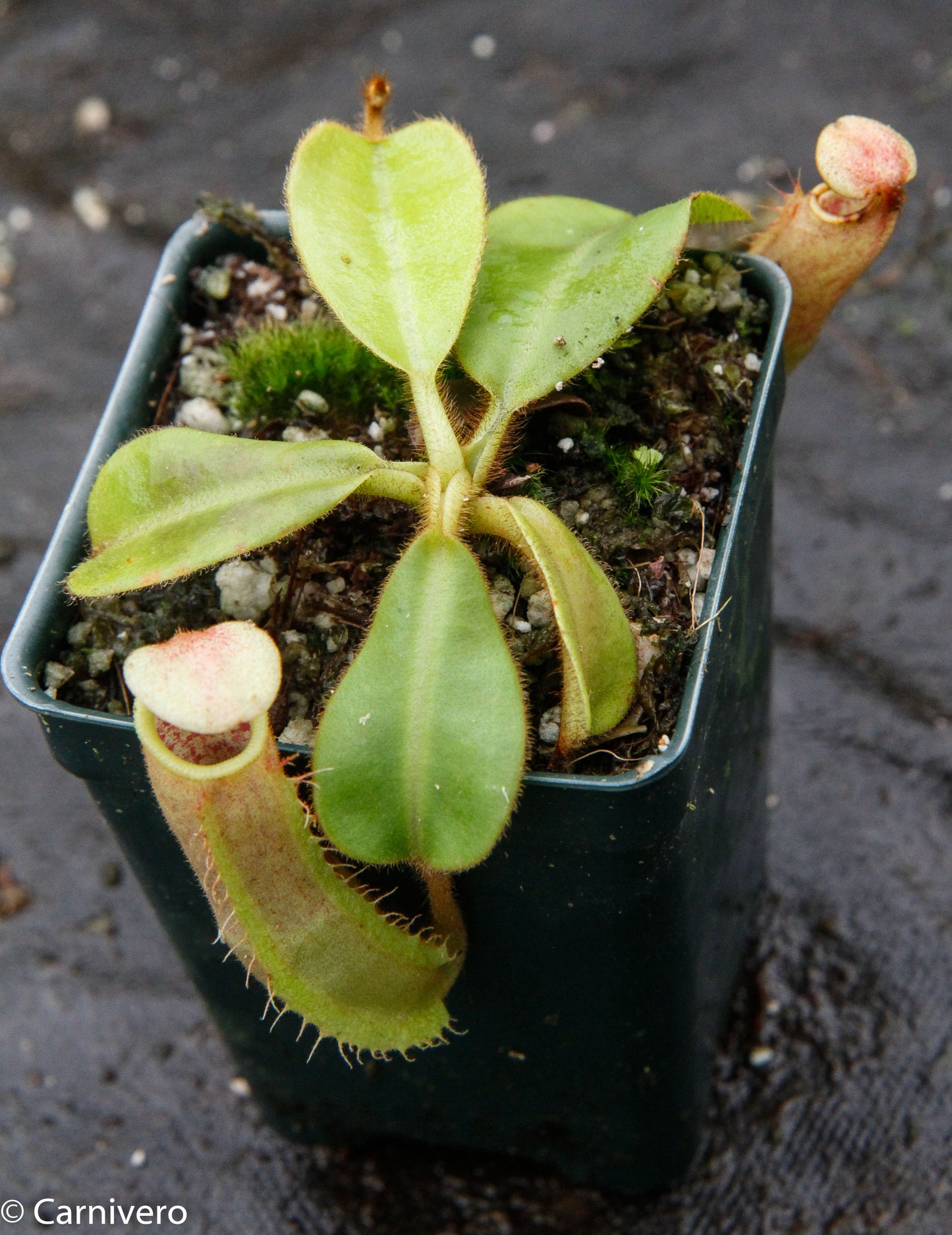 Nepenthes (tiveyi x veitchii) x veitchii 