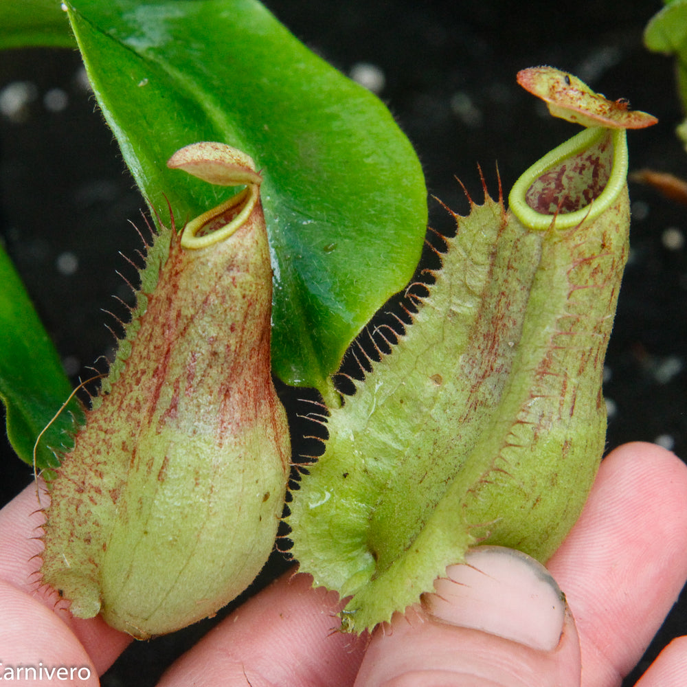 
                      
                        Nepenthes (tiveyi x veitchii) x Rokko "EP", CAR-0033
                      
                    