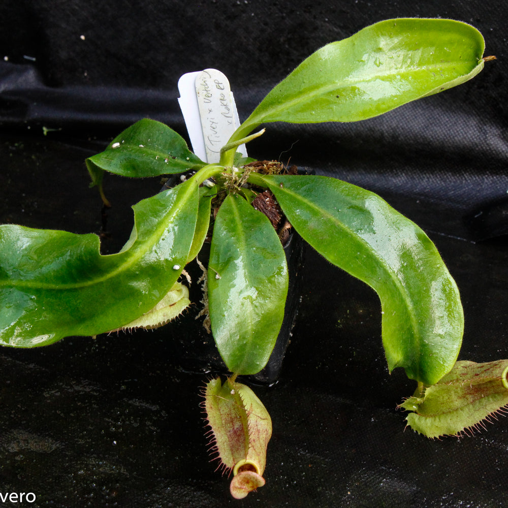 
                      
                        Nepenthes (tiveyi x veitchii) x Rokko "EP", CAR-0033
                      
                    