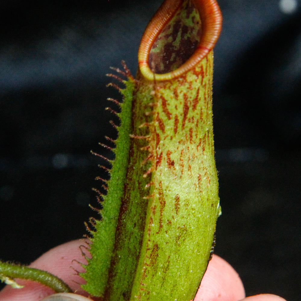 
                      
                        Nepenthes (tiveyi x veitchii) x Rokko "EP", CAR-0033
                      
                    