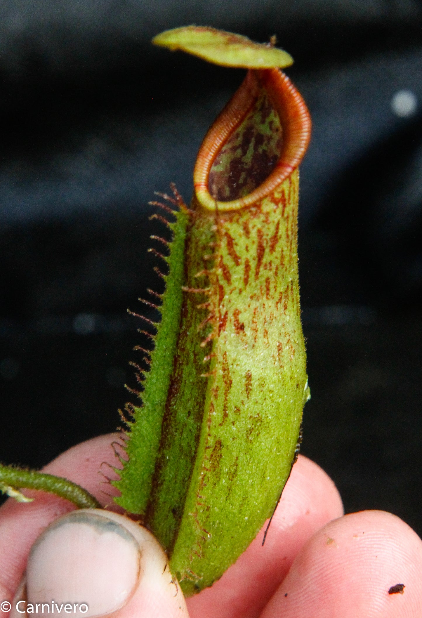 Nepenthes (tiveyi x veitchii) x Rokko 