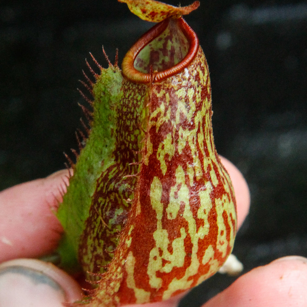 
                      
                        Nepenthes (tiveyi x veitchii) x Rokko "EP", CAR-0033
                      
                    