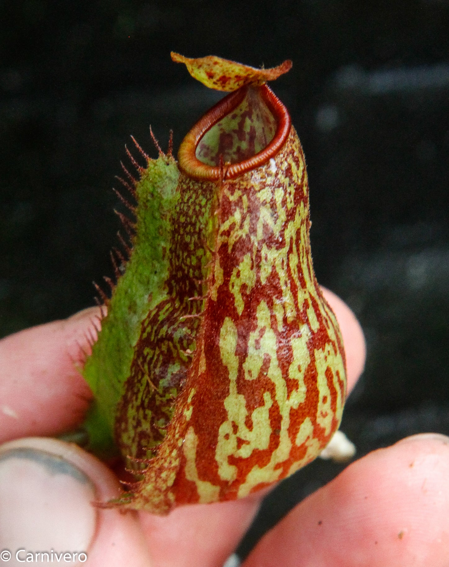 Nepenthes (tiveyi x veitchii) x Rokko 