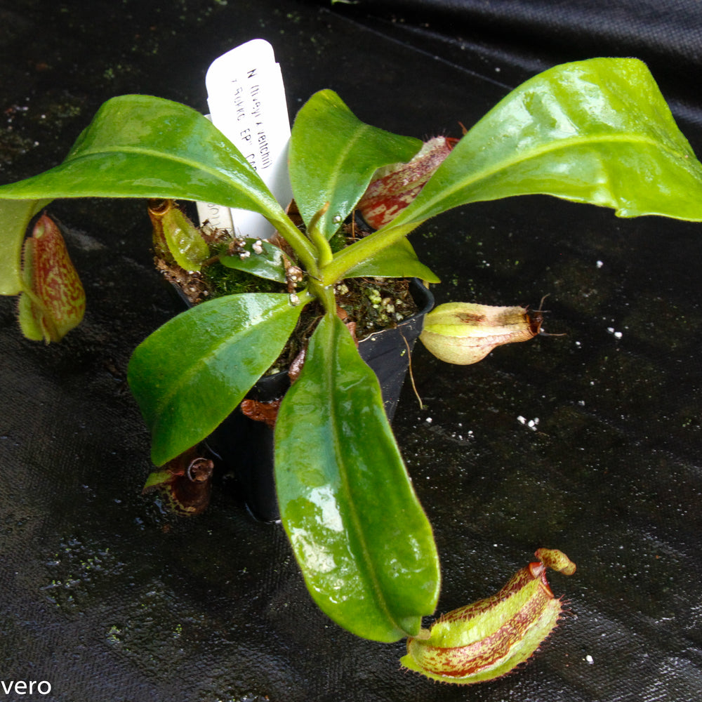 
                      
                        Nepenthes (tiveyi x veitchii) x Rokko "EP", CAR-0033
                      
                    