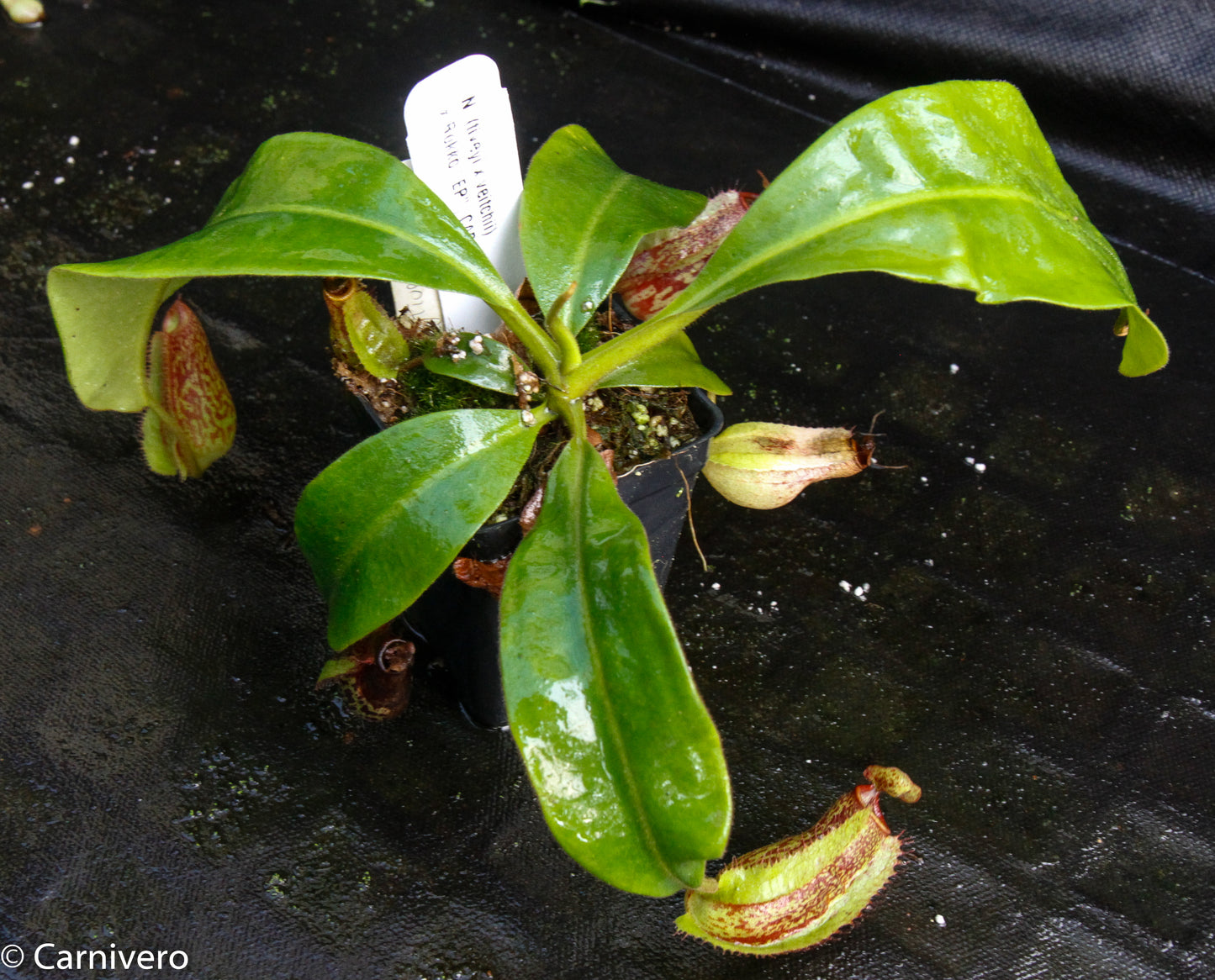 Nepenthes (tiveyi x veitchii) x Rokko 