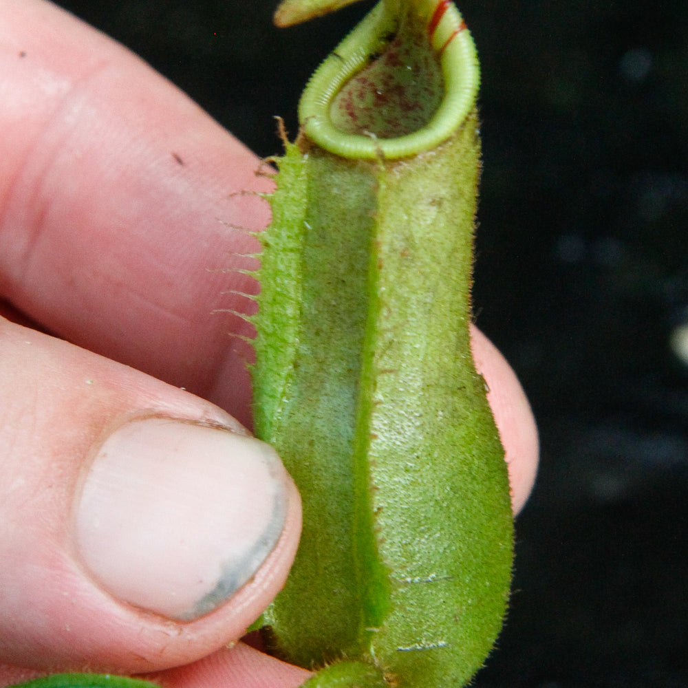 
                      
                        Nepenthes (tiveyi x veitchii) x Rokko "EP", CAR-0033
                      
                    