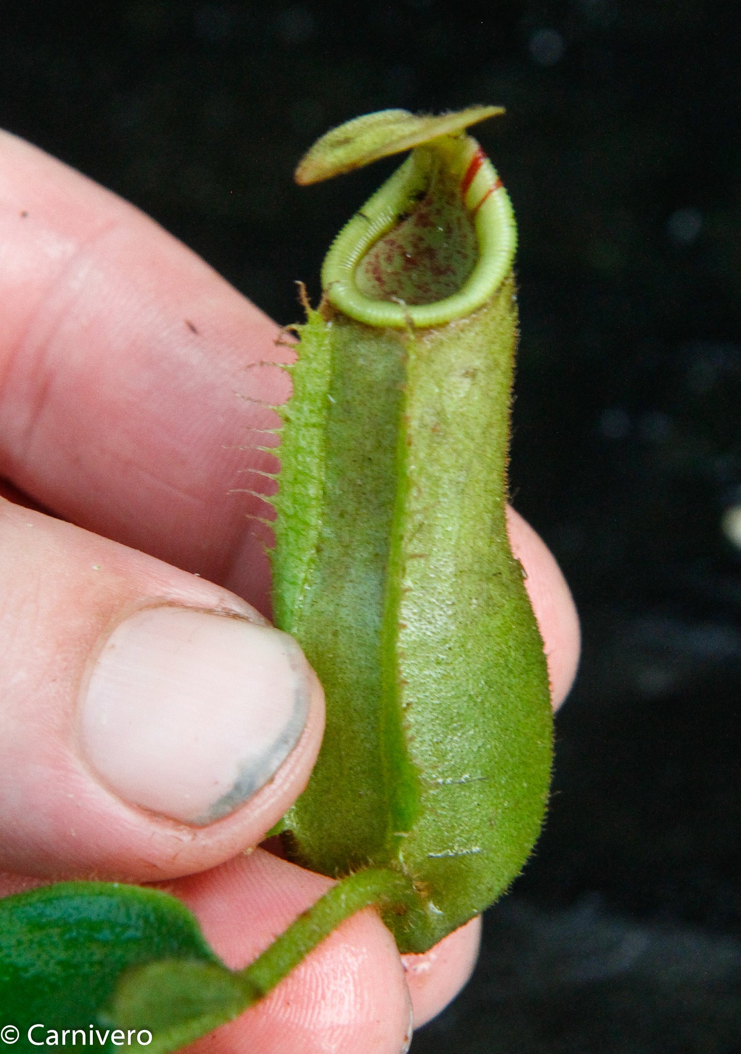 Nepenthes (tiveyi x veitchii) x Rokko 