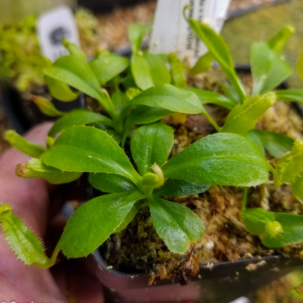 
                      
                        Nepenthes (truncata x campanulata) x lowii, CAR-0099
                      
                    