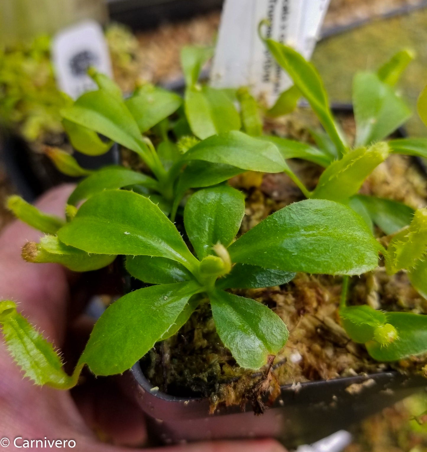 Nepenthes (truncata x campanulata) x lowii, CAR-0099