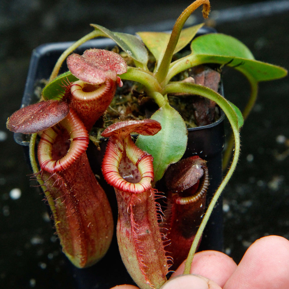 
                      
                        Nepenthes (veitchii x lowii) x (burbidgeae x edwardsiana)
                      
                    