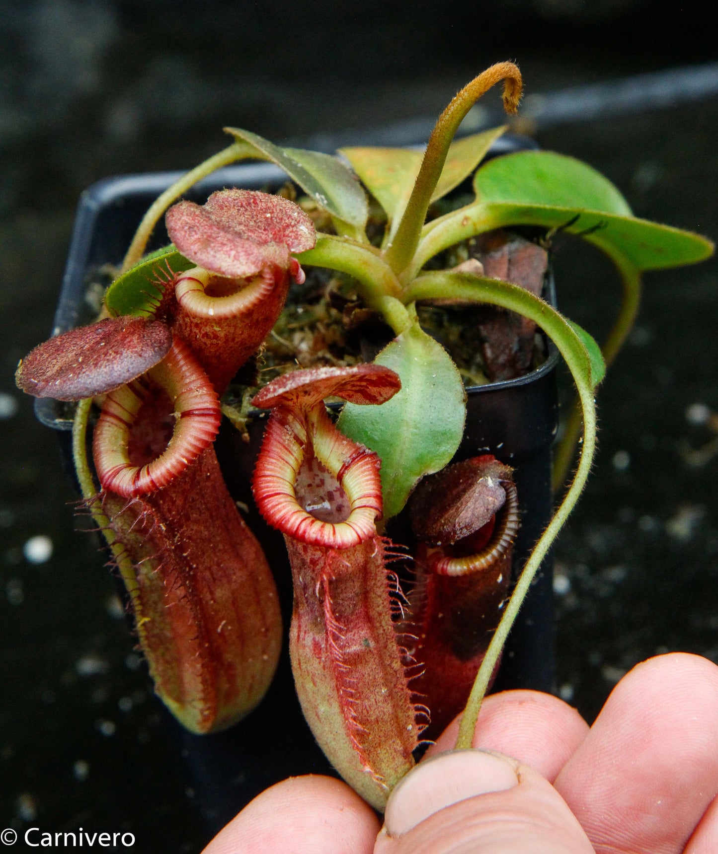 Nepenthes (veitchii x lowii) x (burbidgeae x edwardsiana)