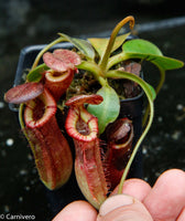 Nepenthes (veitchii x lowii) x (burbidgeae x edwardsiana)