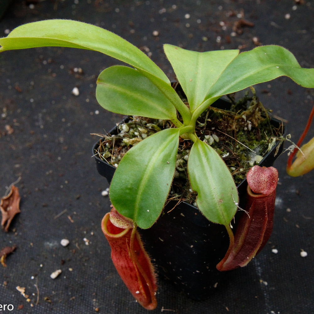 
                      
                        Nepenthes (veitchii x lowii) x mira BE-3910
                      
                    