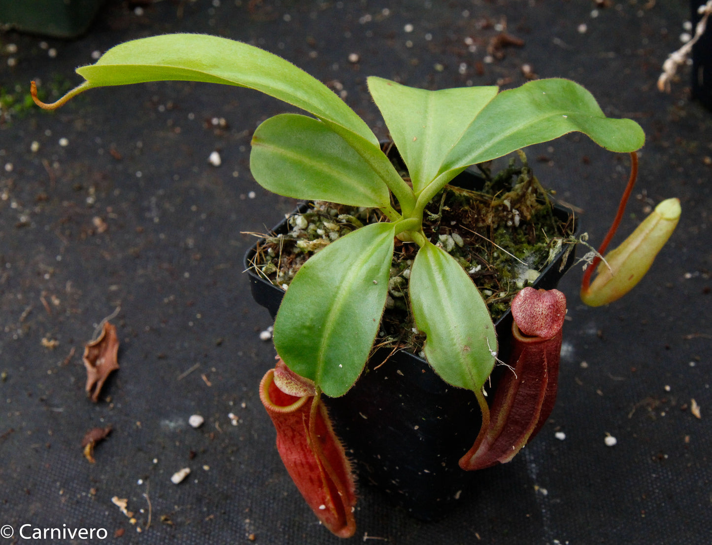 Nepenthes (veitchii x lowii) x mira BE-3910