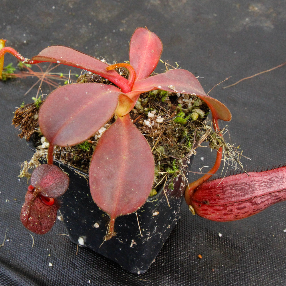 
                      
                        Nepenthes (veitchii x lowii) x spectabilis, BE-3400
                      
                    