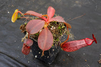 Nepenthes (veitchii x lowii) x spectabilis, BE-3400