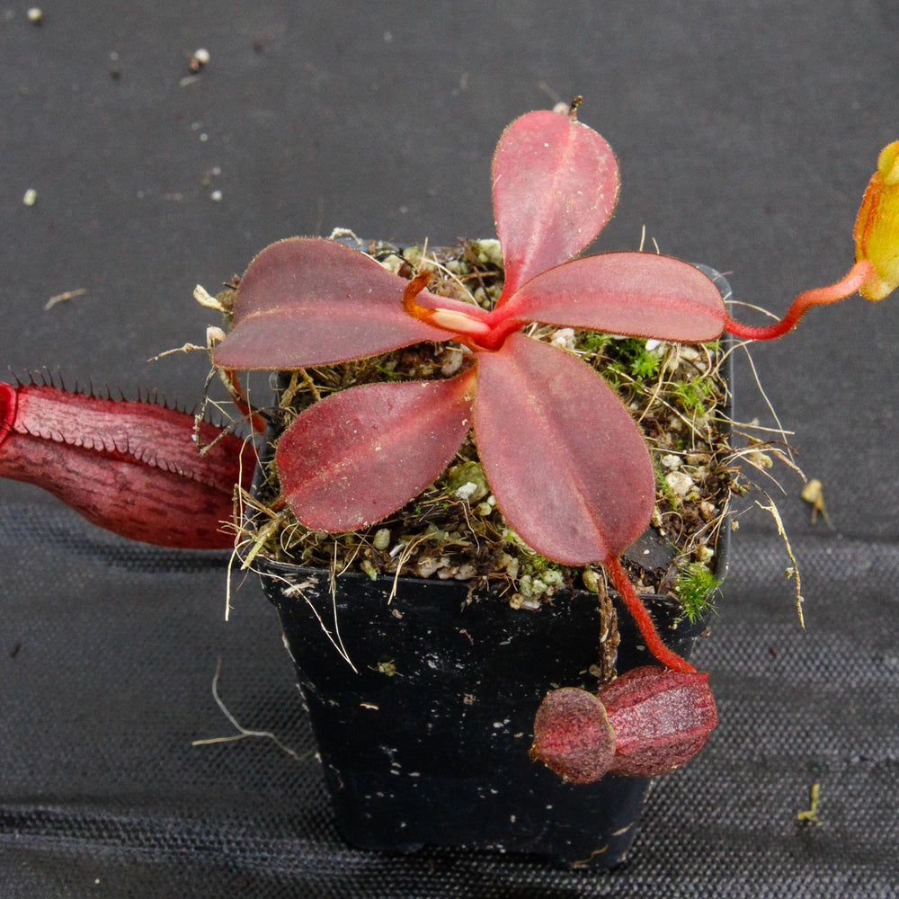 
                      
                        Nepenthes (veitchii x lowii) x spectabilis, BE-3400
                      
                    