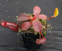Nepenthes (veitchii x lowii) x spectabilis, BE-3400