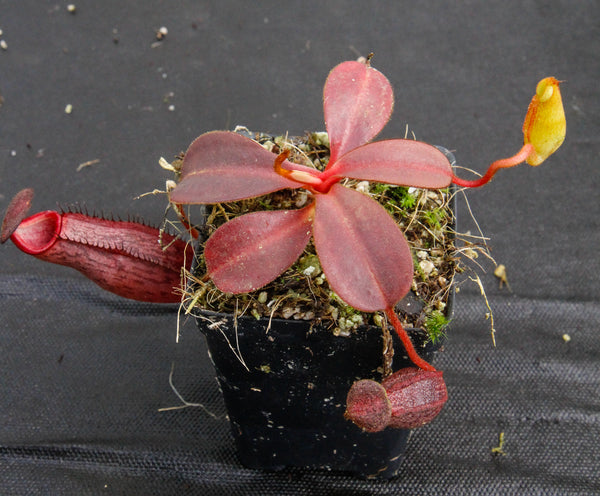 Nepenthes (veitchii x lowii) x spectabilis, BE-3400