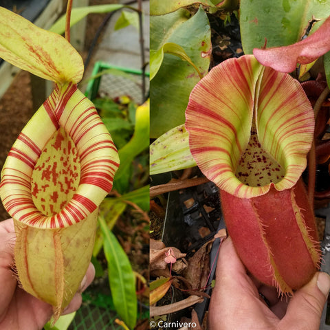 Two views of Nepenthes Pink Candy Cane cultivar with pale yellow green pitchers striped in red.