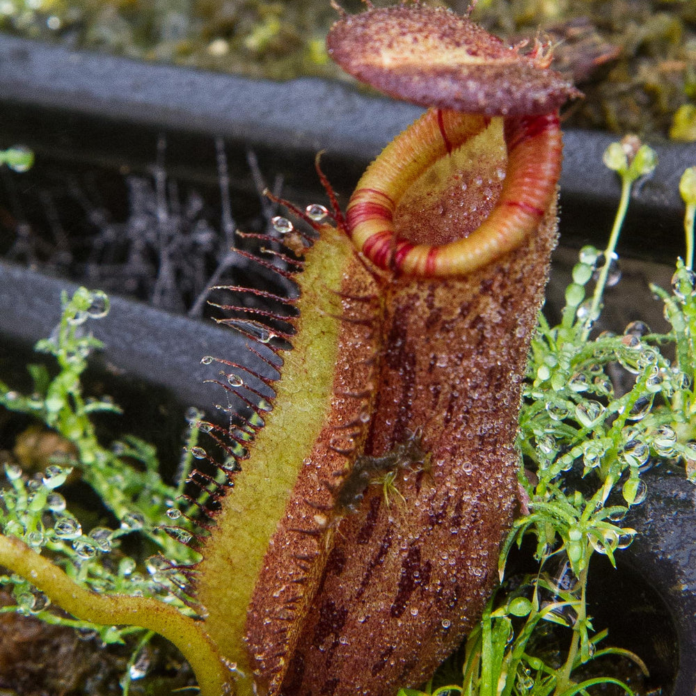 
                      
                        Nepenthes (spathulata x spectabilis) "BE Best" x [(spathulata x aristolochioides) x lowii], CAR-0116, pitcher plant, carnivorous plant, collectors plant, large pitchers, rare plants
                      
                    