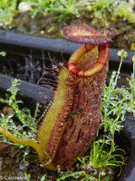 Nepenthes (spathulata x spectabilis) "BE Best" x [(spathulata x aristolochioides) x lowii], CAR-0116