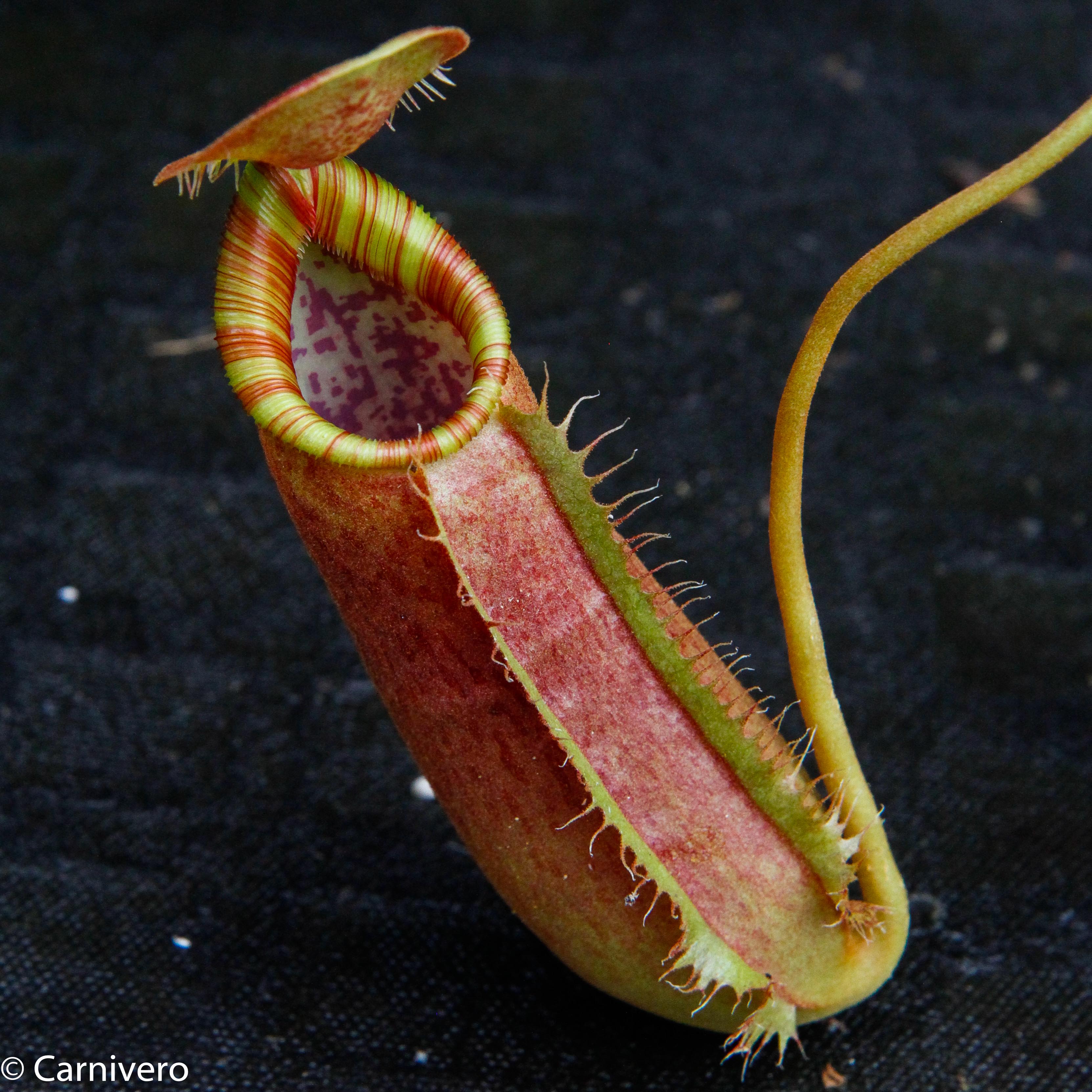 【大注目】 Nepenthes (spathulata  spectabilis) x フィルムカメラ