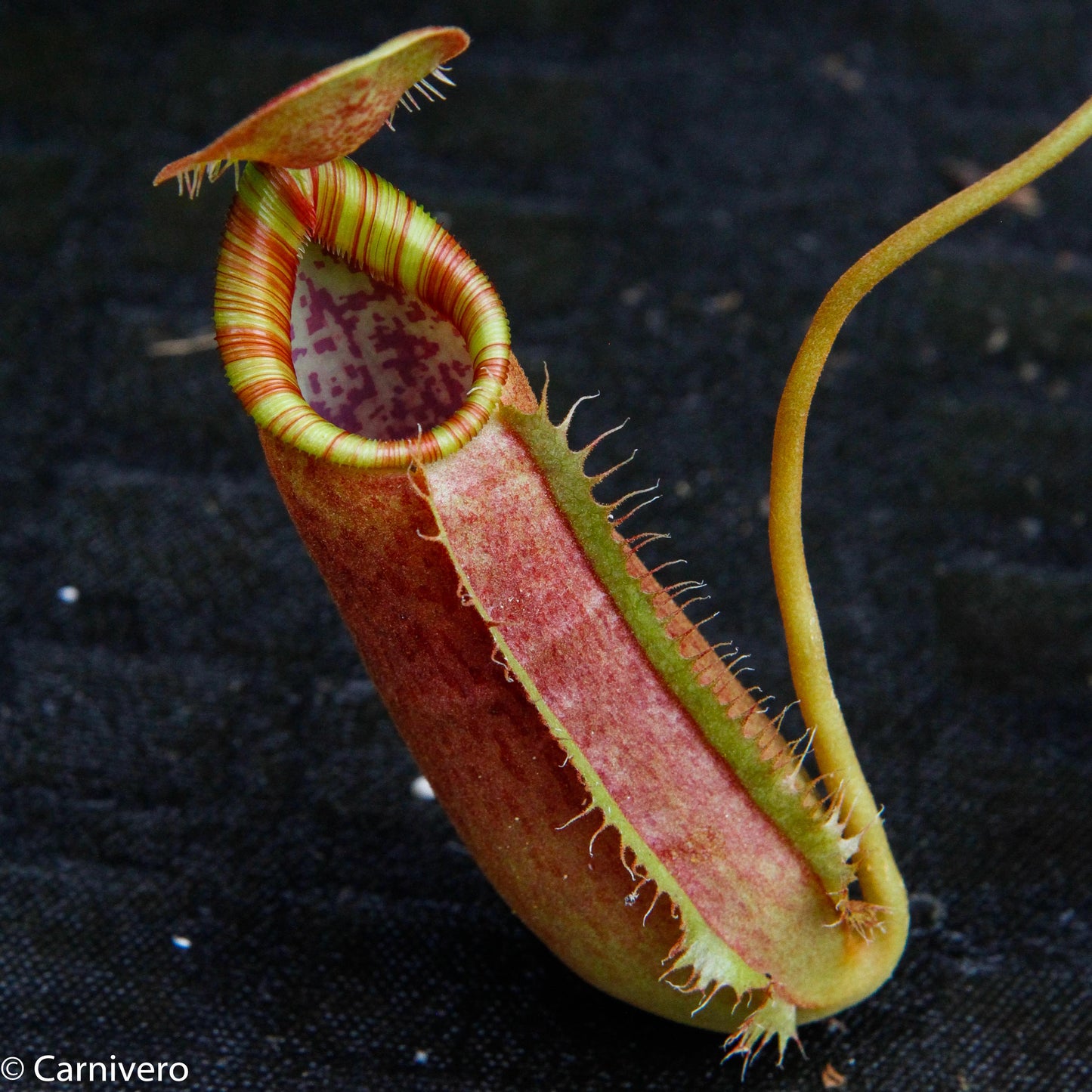 Nepenthes (spathulata x spectabilis) 