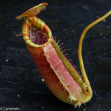 Nepenthes (spathulata x spectabilis) "BE Best" x lowii, CAR-0065, pitcher plant, carnivorous plant, collectors plant, large pitchers, rare plants 