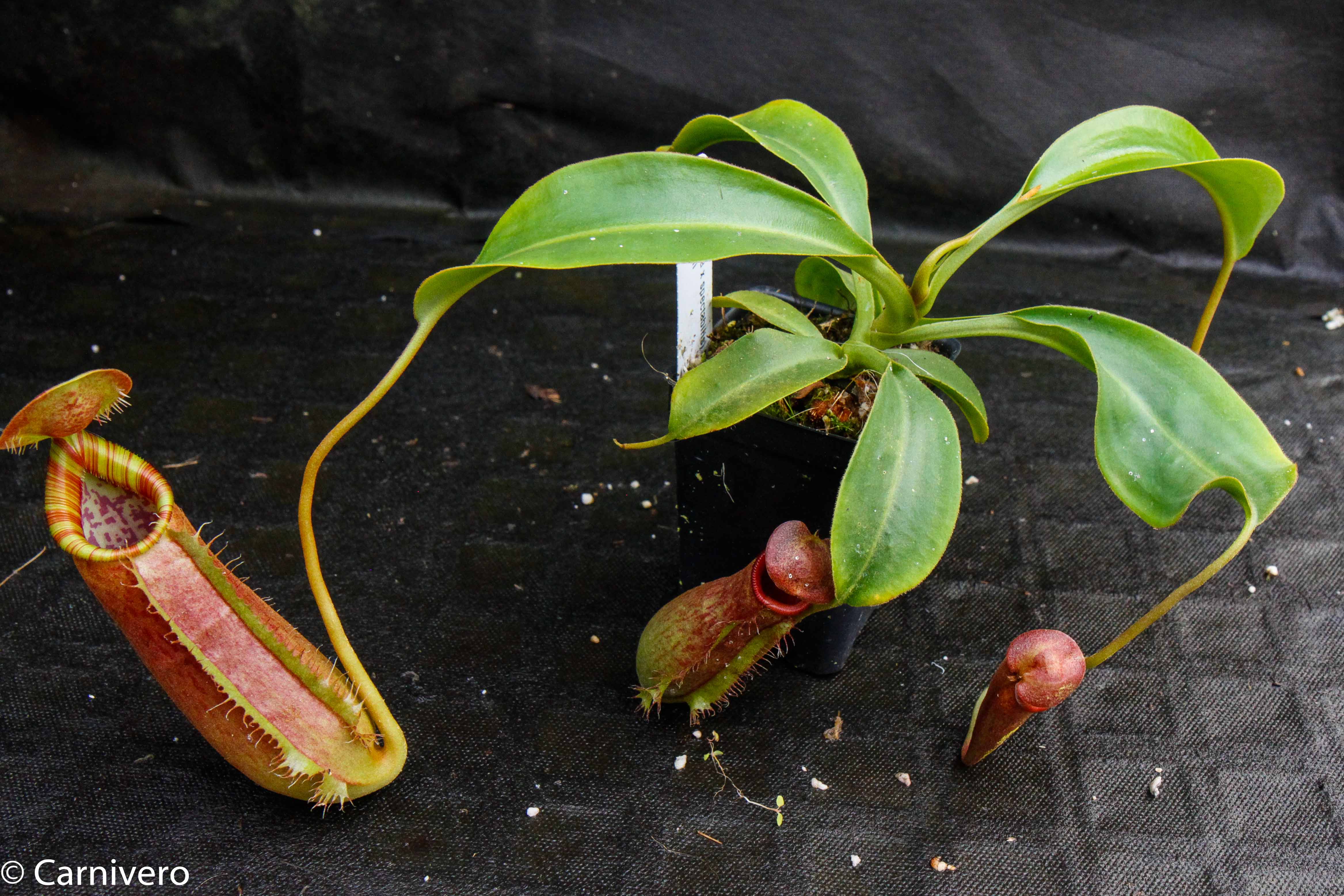Nepenthes (spathulata x spectabilis) 