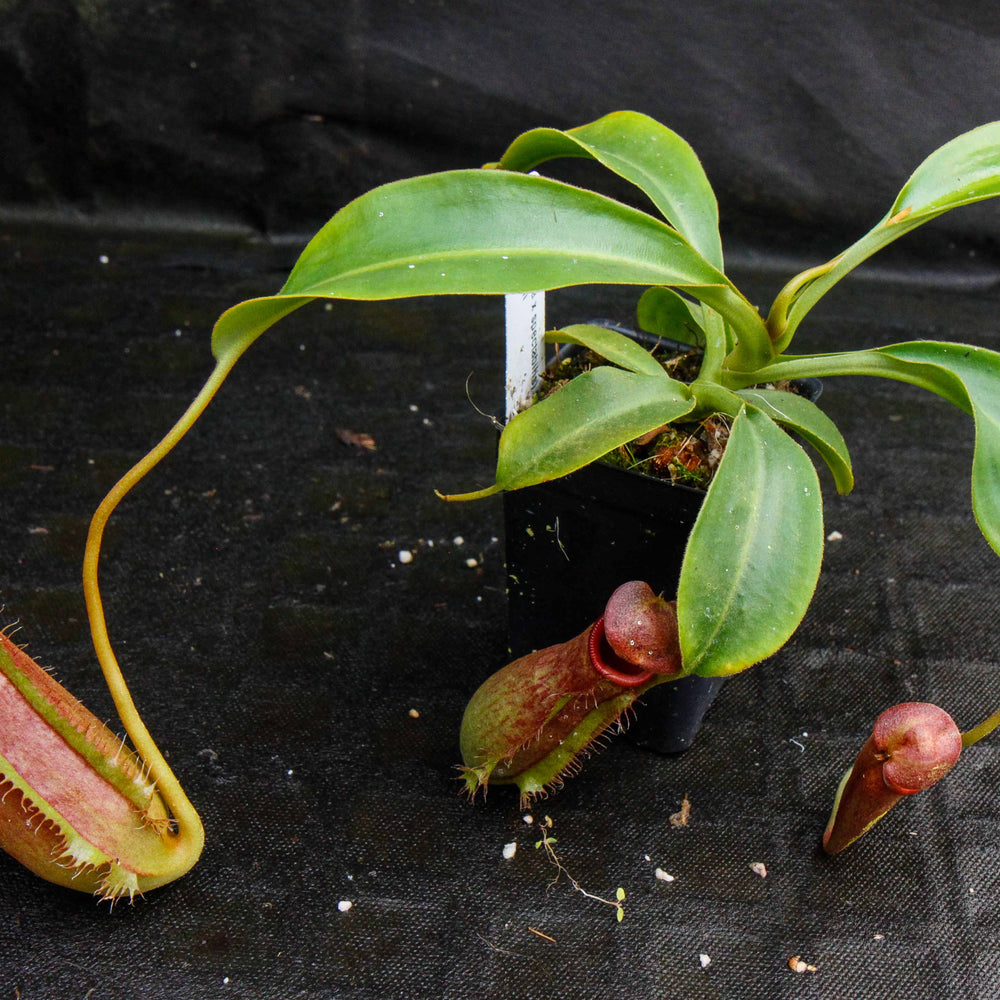 
                      
                        Nepenthes (spathulata x spectabilis) "BE Best" x lowii, CAR-0065, pitcher plant, carnivorous plant, collectors plant, large pitchers, rare plants 
                      
                    