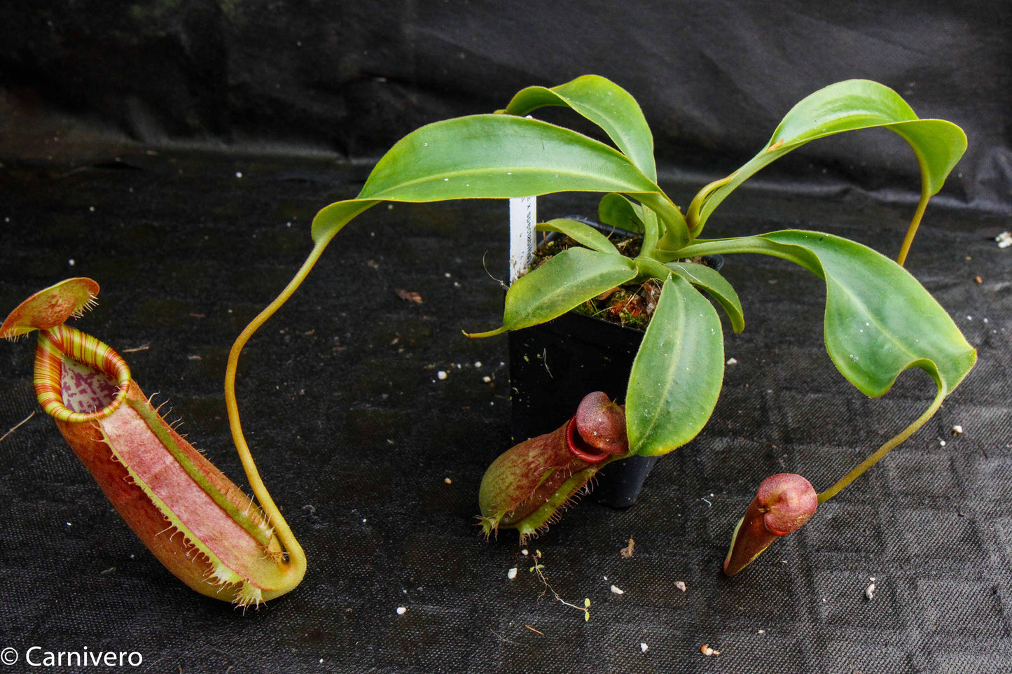 Nepenthes (spathulata x spectabilis) 