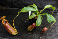 Nepenthes (spathulata x spectabilis) "BE Best" x lowii, CAR-0065, pitcher plant, carnivorous plant, collectors plant, large pitchers, rare plants 