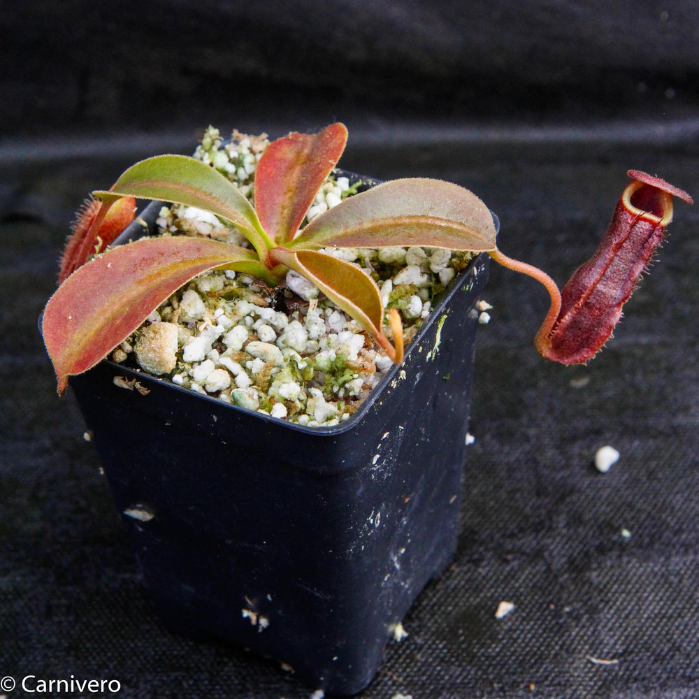 
                      
                        Nepenthes (spathulata x spectabilis) "BE Best" x lowii, CAR-0065, pitcher plant, carnivorous plant, collectors plant, large pitchers, rare plants 
                      
                    