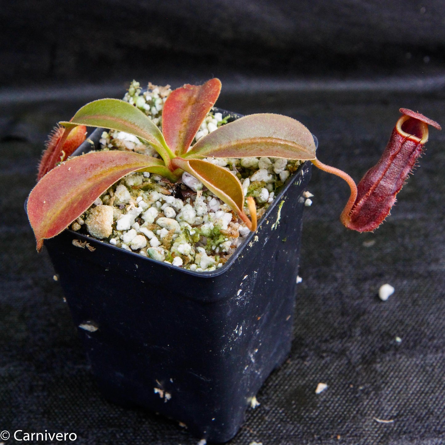 Nepenthes (spathulata x spectabilis) 