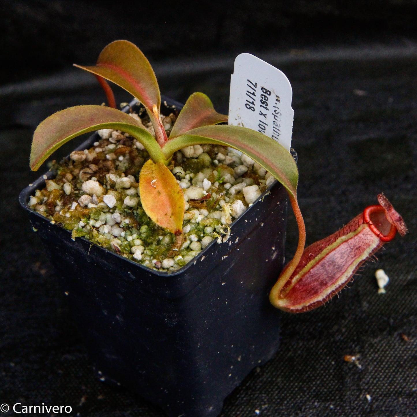 Nepenthes (spathulata x spectabilis) 