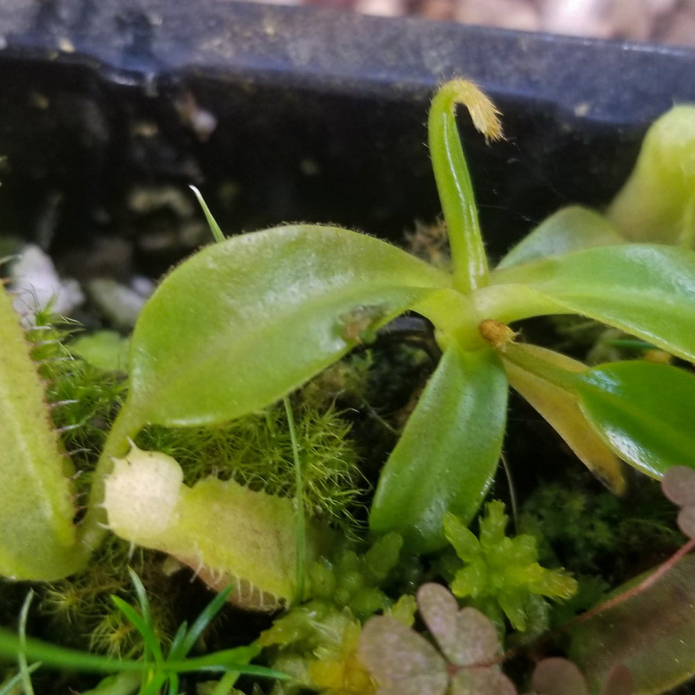 Nepenthes (spectabilis x lowii) x edwardsiana, CAR-0100