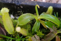 Nepenthes (spectabilis x lowii) x edwardsiana, CAR-0100