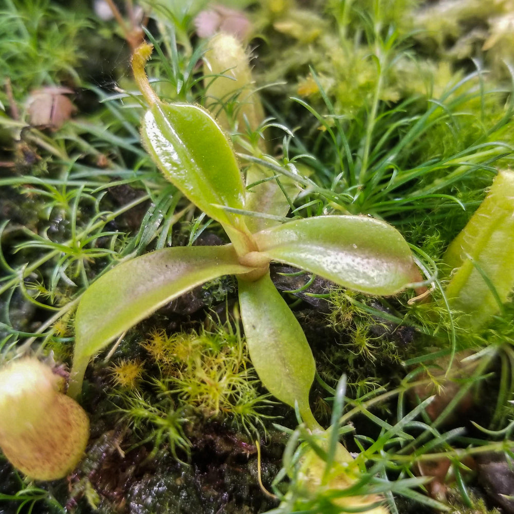 
                      
                        Nepenthes (spectabilis x lowii) x edwardsiana, CAR-0100
                      
                    